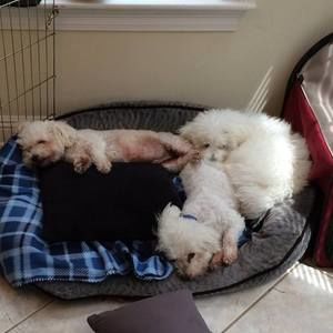 Meet your Posher, Da